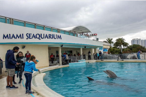 Does Miami Seaquarium Offer Dolphin Interactions?