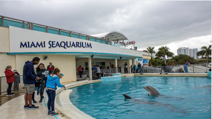 Does Miami Seaquarium Offer Dolphin Interactions?